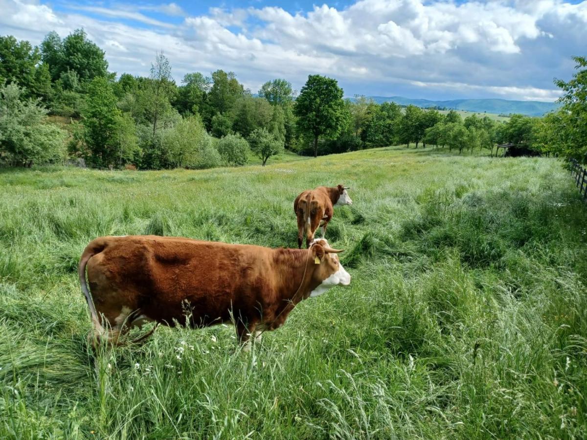 Pensiunea Agroturistica Casa Jucan Poieni Buitenkant foto